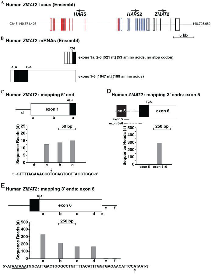 <i>ZMAT2</i> in Humans and Other Primates: A Highly Conserved and Understudied Gene.