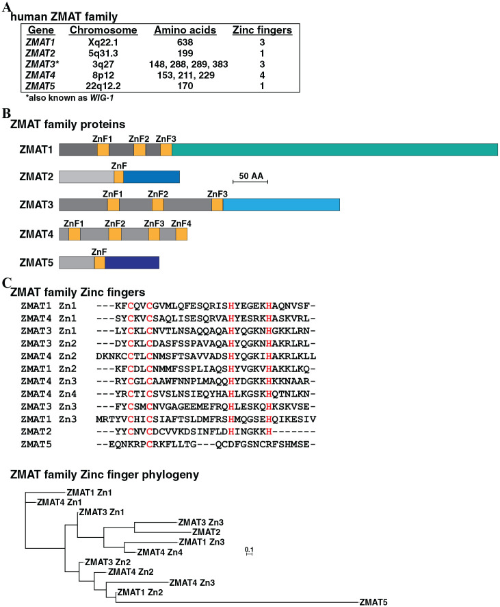 <i>ZMAT2</i> in Humans and Other Primates: A Highly Conserved and Understudied Gene.