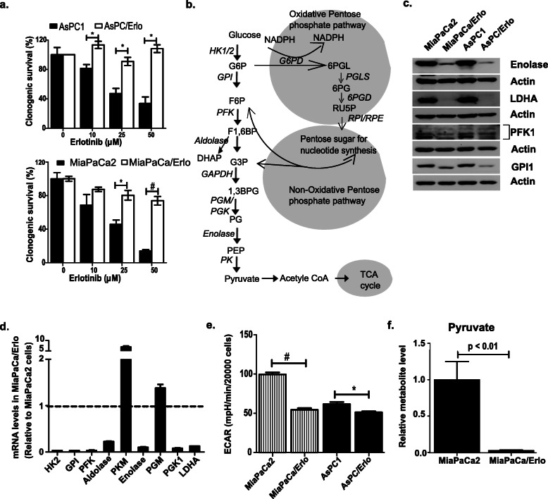 Metabolic plasticity imparts erlotinib-resistance in pancreatic cancer by upregulating glucose-6-phosphate dehydrogenase.