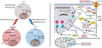 The immunologic Warburg effect: Evidence and therapeutic opportunities in autoimmunity.