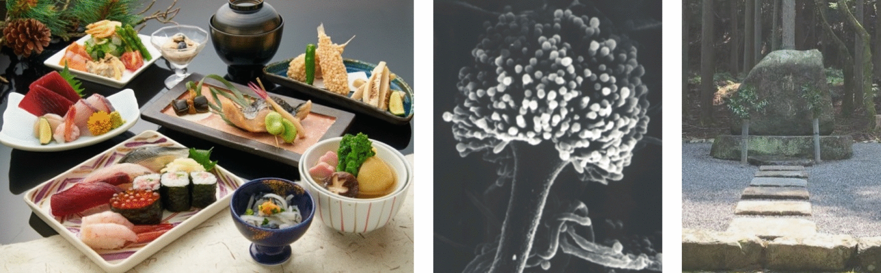 Fungal research in Japan: tradition and future.