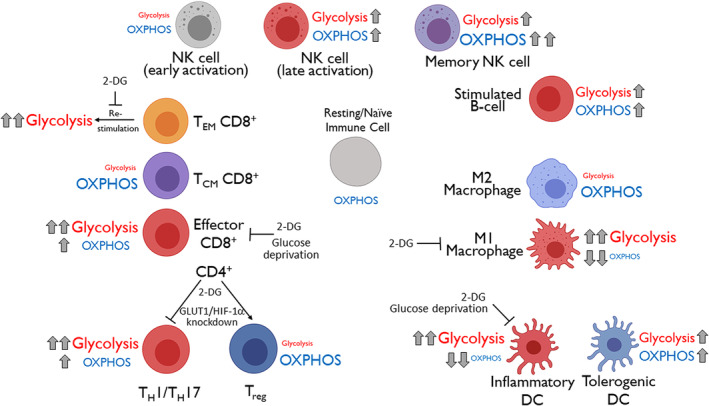 The immunologic Warburg effect: Evidence and therapeutic opportunities in autoimmunity.