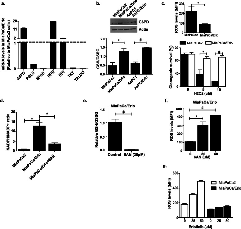 Metabolic plasticity imparts erlotinib-resistance in pancreatic cancer by upregulating glucose-6-phosphate dehydrogenase.