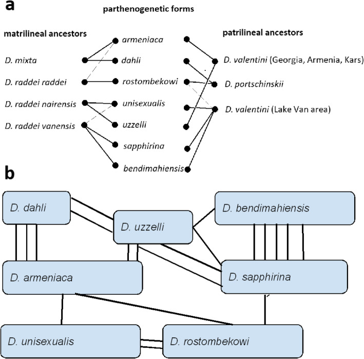 Genotypic similarities among the parthenogenetic Darevskia rock lizards with different hybrid origins.