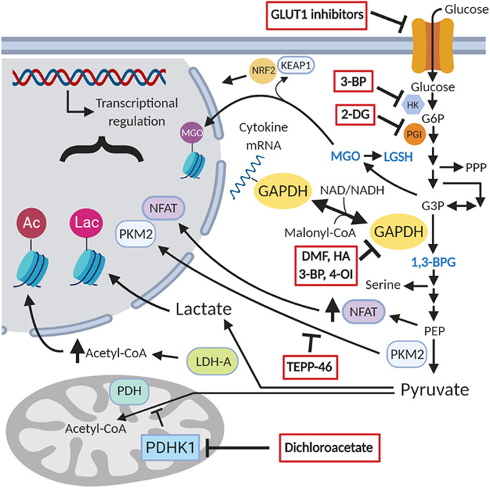 The immunologic Warburg effect: Evidence and therapeutic opportunities in autoimmunity.