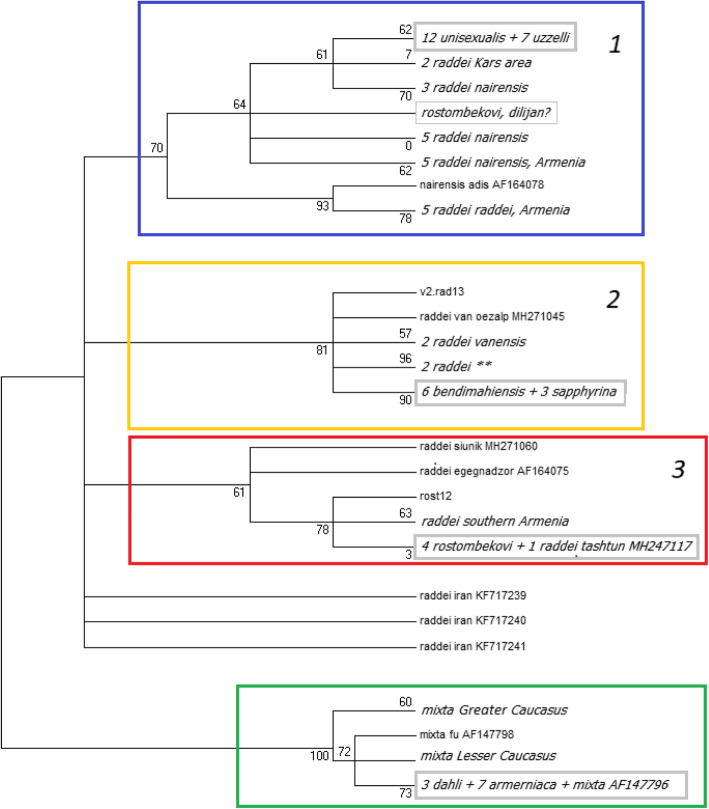 Genotypic similarities among the parthenogenetic Darevskia rock lizards with different hybrid origins.