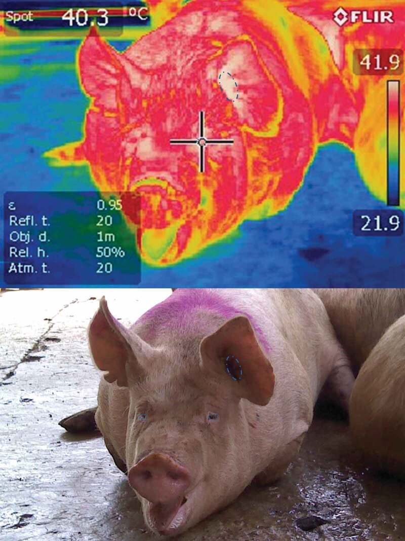 Physiological responses of pigs to preslaughter handling: infrared and thermal imaging applications.