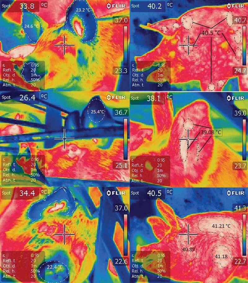 Physiological responses of pigs to preslaughter handling: infrared and thermal imaging applications.