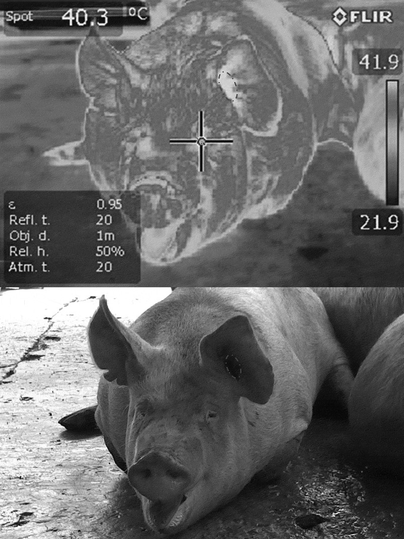 Physiological responses of pigs to preslaughter handling: infrared and thermal imaging applications.