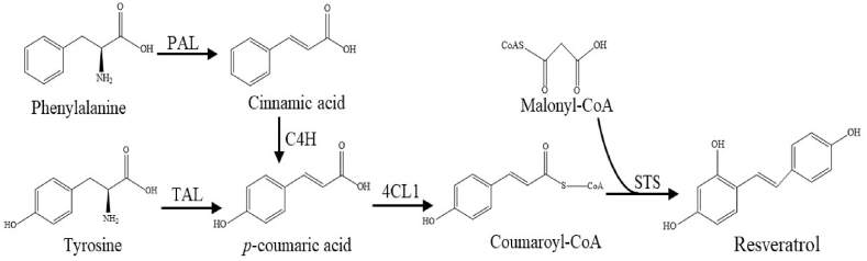 De novo production of resveratrol from glycerol by engineering different metabolic pathways in Yarrowia lipolytica