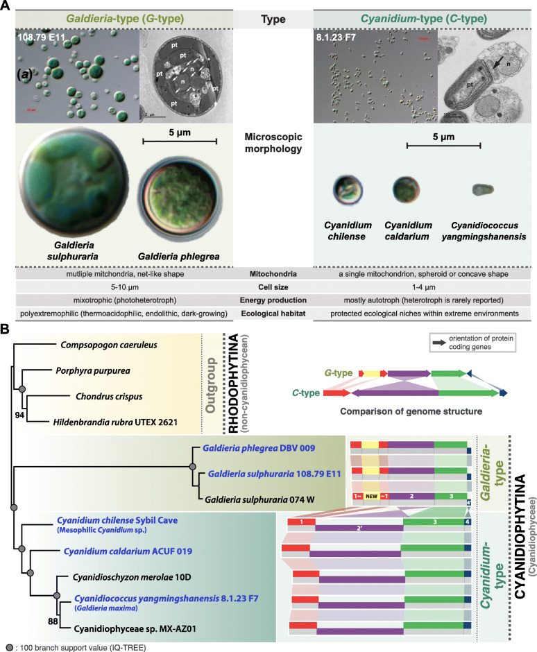 Potential causes and consequences of rapid mitochondrial genome evolution in thermoacidophilic Galdieria (Rhodophyta).