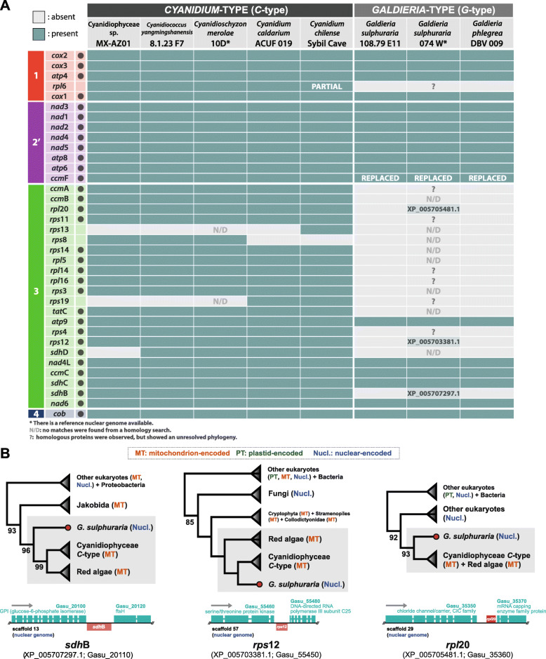 Potential causes and consequences of rapid mitochondrial genome evolution in thermoacidophilic Galdieria (Rhodophyta).