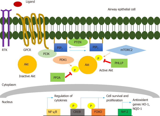 Targeting the phosphoinositide-3-kinase/protein kinase B pathway in airway innate immunity.