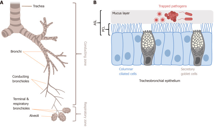 Targeting the phosphoinositide-3-kinase/protein kinase B pathway in airway innate immunity.