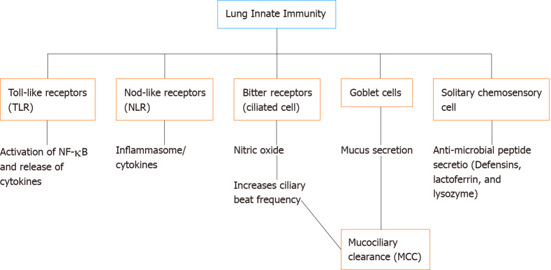 Targeting the phosphoinositide-3-kinase/protein kinase B pathway in airway innate immunity.