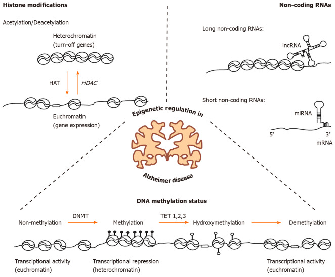 Epigenetic basis of Alzheimer disease.