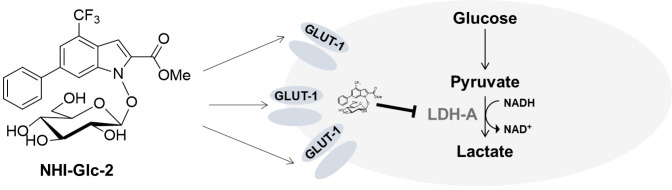 Lactate dehydrogenase A inhibition by small molecular entities: steps in the right direction.