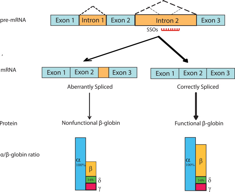 Nucleic Acid Therapy for β-Thalassemia.