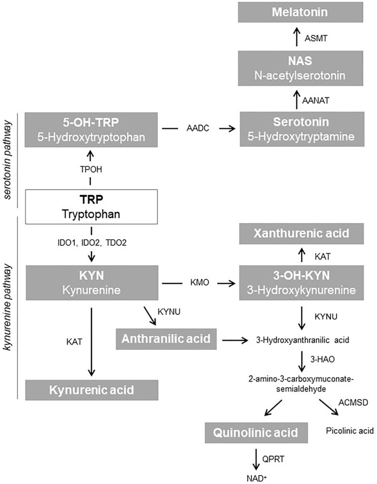 Effect of Probiotic Administration on Serum Tryptophan Metabolites in Pediatric Type 1 Diabetes Patients.