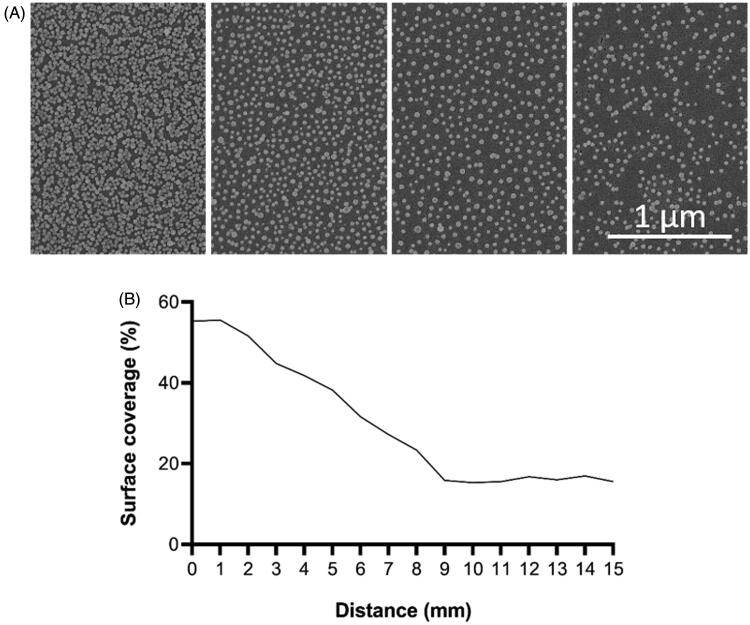 Effect of silica nano-spheres on adhesion of oral bacteria and human fibroblasts.