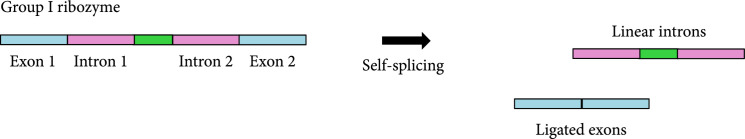 Engineering a Circular Riboregulator in <i>Escherichia coli</i>.