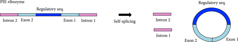 Engineering a Circular Riboregulator in <i>Escherichia coli</i>.