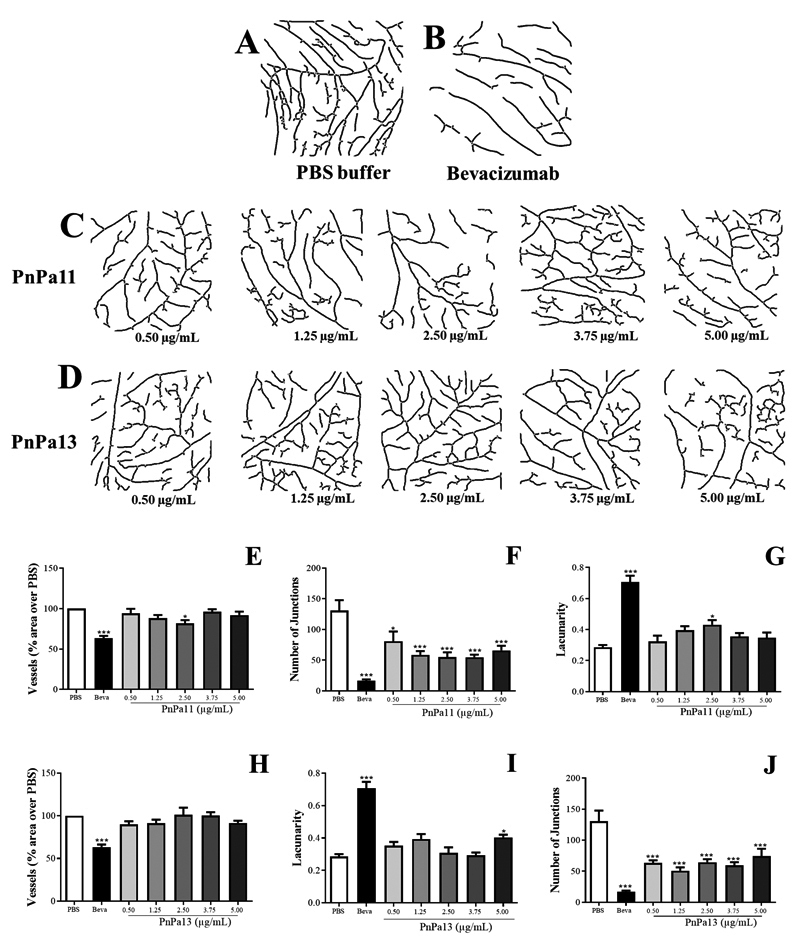 Intravitreal injection of peptides PnPa11 and PnPa13, derivatives of <i>Phoneutria nigriventer</i> spider venom, prevents retinal damage.