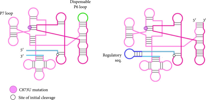 Engineering a Circular Riboregulator in <i>Escherichia coli</i>.