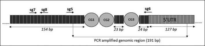 Hypomethylation of the promoter region drives ectopic expression of TMEM244 in Sézary cells.