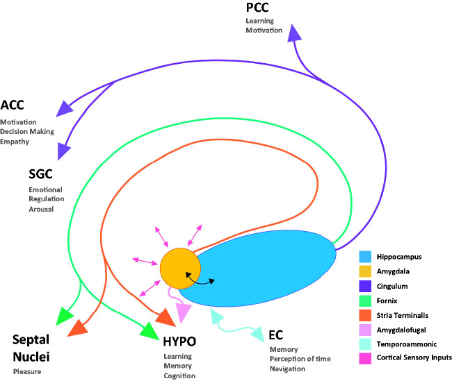 Hippocampal and Amygdalar Volume Changes in Major Depressive Disorder: A Targeted Review and Focus on Stress.