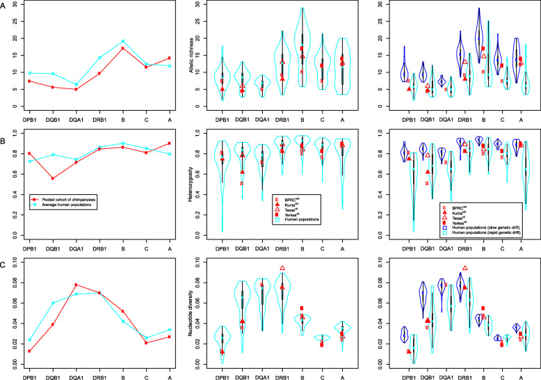 Similar patterns of genetic diversity and linkage disequilibrium in Western chimpanzees (Pan troglodytes verus) and humans indicate highly conserved mechanisms of MHC molecular evolution.