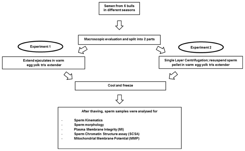 Effects of season and single layer centrifugation on bull sperm quality in Thailand.