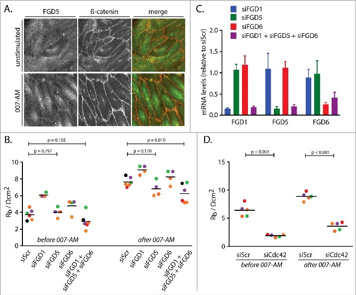 Multiple Rap1 effectors control Epac1-mediated tightening of endothelial junctions.