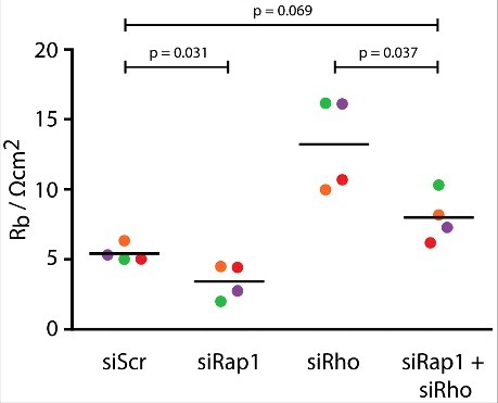 Multiple Rap1 effectors control Epac1-mediated tightening of endothelial junctions.