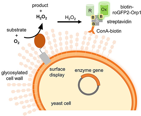 Developing a cell-bound detection system for the screening of oxidase activity using the fluorescent peroxide sensor roGFP2-Orp1.