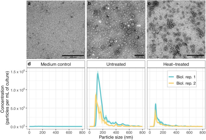 Extracellular vesicles from the apoplastic fungal wheat pathogen <i>Zymoseptoria tritici</i>.