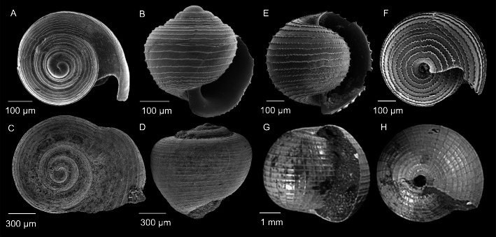 Fossil-calibrated molecular phylogeny of atlantid heteropods (Gastropoda, Pterotracheoidea).