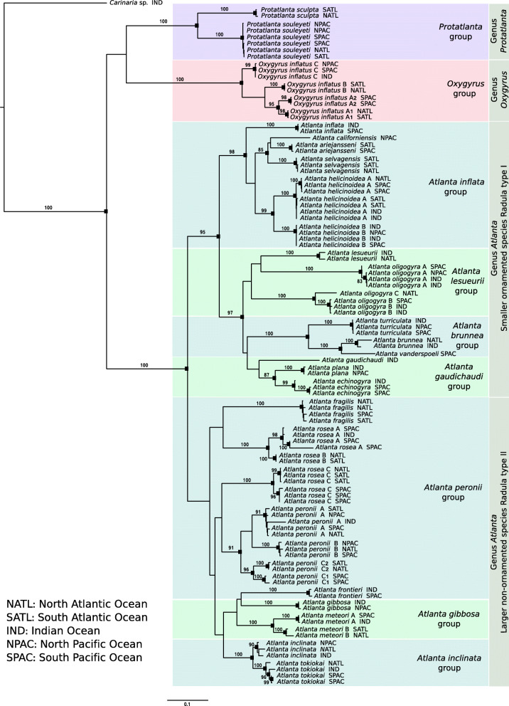 Fossil-calibrated molecular phylogeny of atlantid heteropods (Gastropoda, Pterotracheoidea).