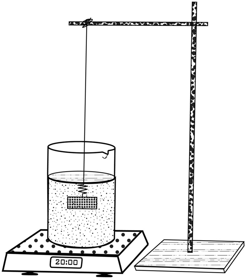 Morphometric and stereological methods for quantifying the coarse structural parameters of the ruminal tissues in sheep.