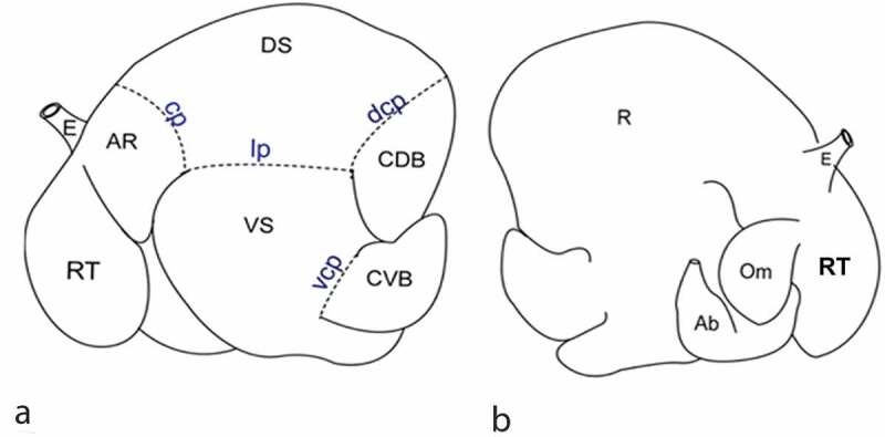 Morphometric and stereological methods for quantifying the coarse structural parameters of the ruminal tissues in sheep.
