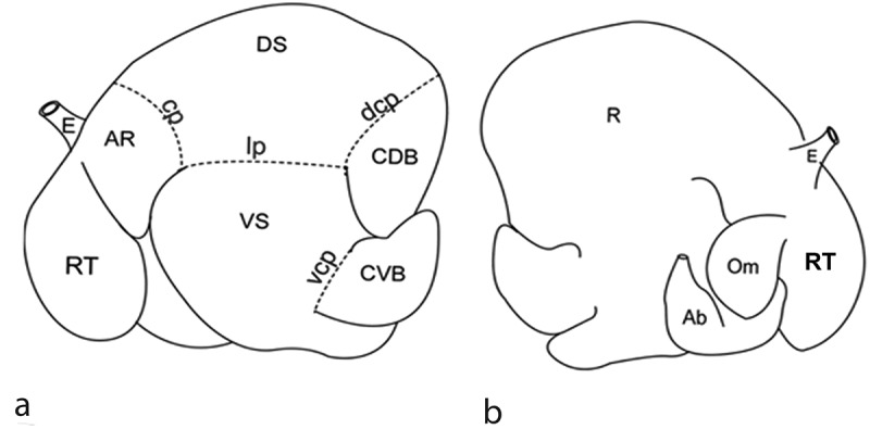 Morphometric and stereological methods for quantifying the coarse structural parameters of the ruminal tissues in sheep.