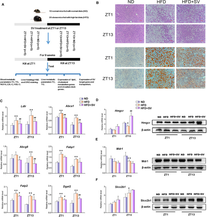 Chronopharmacology of simvastatin on hyperlipidaemia in high-fat diet-fed obese mice.