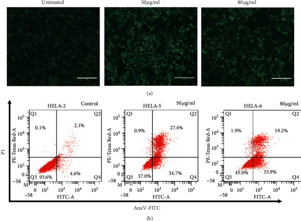 Cytotoxicity Potential of Endophytic Fungi Extracts from <i>Terminalia catappa</i> against Human Cervical Cancer Cells.