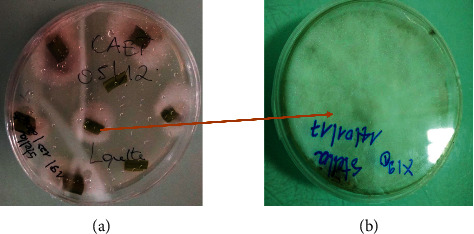 Cytotoxicity Potential of Endophytic Fungi Extracts from <i>Terminalia catappa</i> against Human Cervical Cancer Cells.