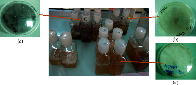 Cytotoxicity Potential of Endophytic Fungi Extracts from <i>Terminalia catappa</i> against Human Cervical Cancer Cells.