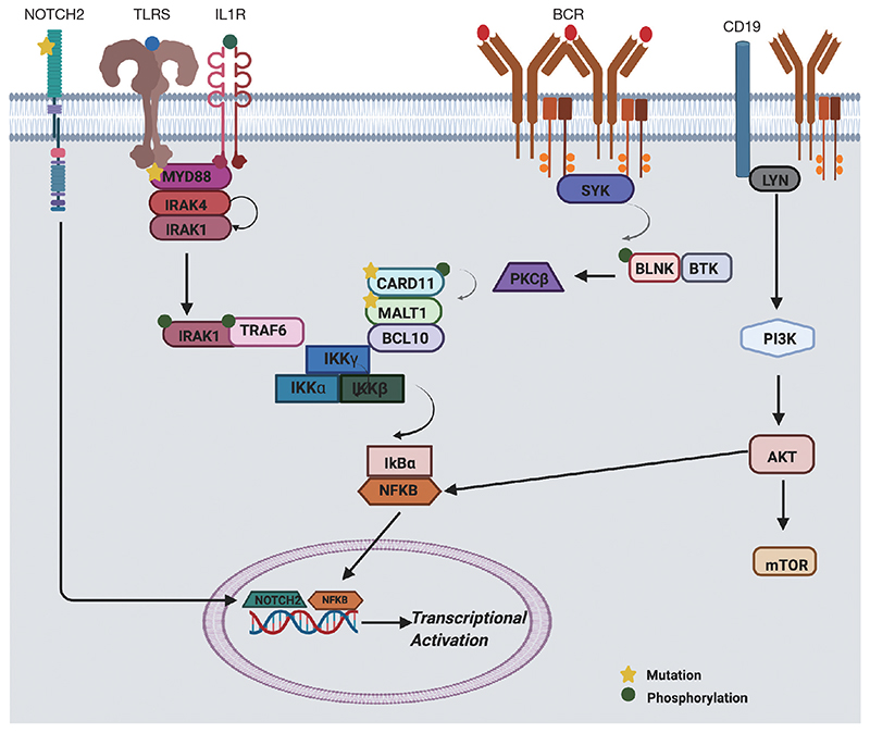 Targeting pathogenic mechanisms in marginal zone lymphoma: from concepts and beyond.