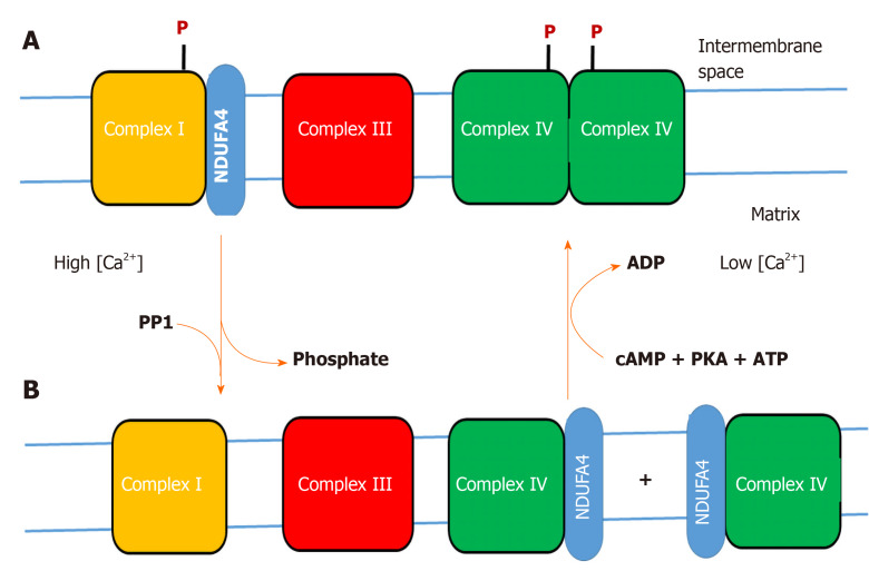 Regulation of cytochrome c oxidase contributes to health and optimal life.