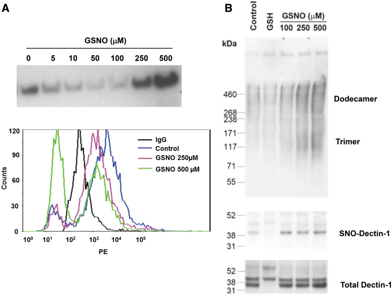 Nitric Oxide Regulates Macrophage Fungicidal Activity <i>via S</i>-nitrosylation of Dectin-1.