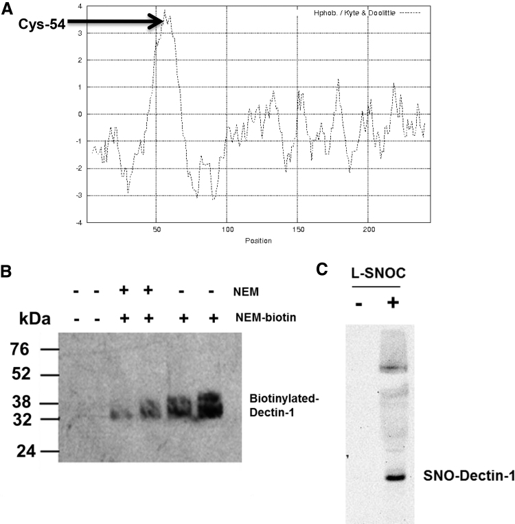 Nitric Oxide Regulates Macrophage Fungicidal Activity <i>via S</i>-nitrosylation of Dectin-1.