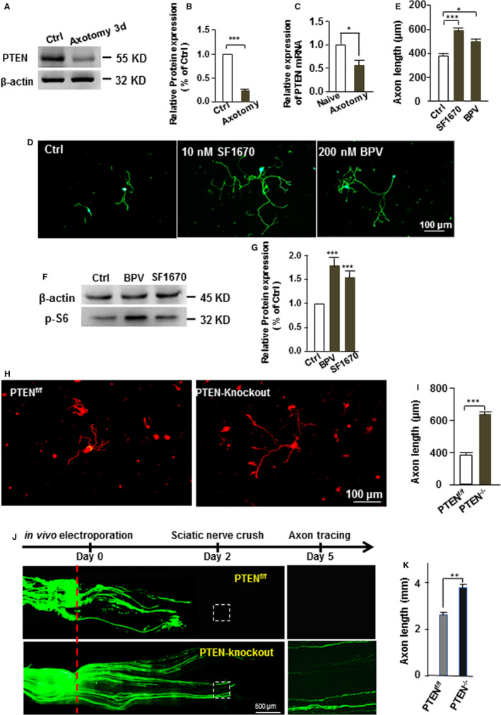 Inhibition of PTEN activity promotes IB4-positive sensory neuronal axon growth.